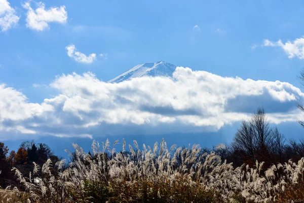 Höstlöv Kawaguchiko Lagun Vid Yakisaki Park Japan Fujisan Berg — Stockfoto