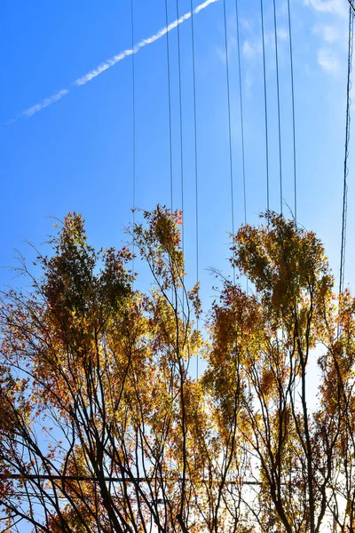 秋は太陽の下で葉 パターン全体の背景 — ストック写真