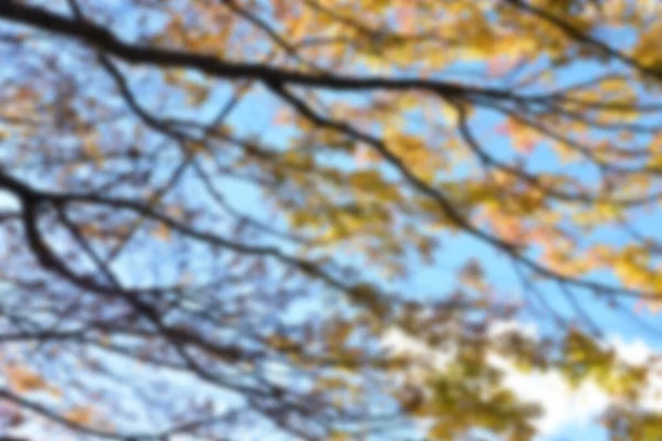Autumn Leaves Sunshine Pattern Full Blurred Background — Stock Photo, Image