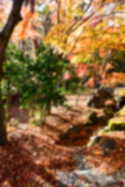 Der Herbst Blättert Der Sonne Muster Voller Verschwommener Hintergrund — Stockfoto