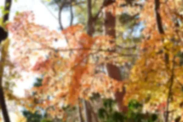 Herfst Bladeren Zon Patroon Volledig Wazig Achtergrond — Stockfoto