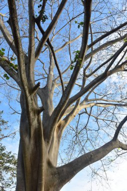 Milli parktaki yeşil ağaçların güzel manzarası.