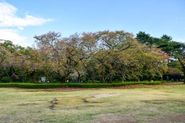 Tokyo, Japonya 27 Kasım 2019 Kimliği belirlenemeyen birçok insan Shinjuku Gyoen Ulusal Bahçesinde yürüyor ve sonbahar ağacını seyrediyor..