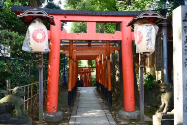 Tokyo, Japonya 27 Kasım 2018 Kimliği belirsiz birçok insan Ueno parkında yürüyor ve bahçedeki sonbahar ağacını izliyor. .