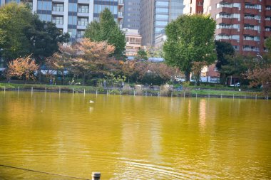 Tokyo, Japonya 27 Kasım 2018 Kimliği belirsiz birçok insan Ueno parkında yürüyor ve bahçedeki sonbahar ağacını izliyor. .