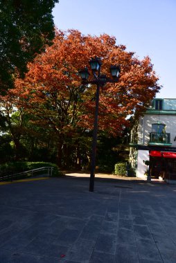 Tokyo, Japonya. 27 Kasım 2019 Tanımlanamayan Görüntü. Birçok insan Ueno parkında yürüyor ve sonbahar ağacını izliyor..