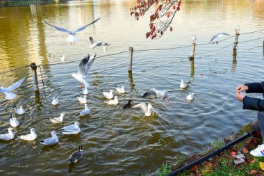 Tokyo, Japonya 27 Kasım 2018 Kimliği belirsiz birçok insan Ueno parkında yürüyor ve bahçedeki sonbahar ağacını izliyor. .