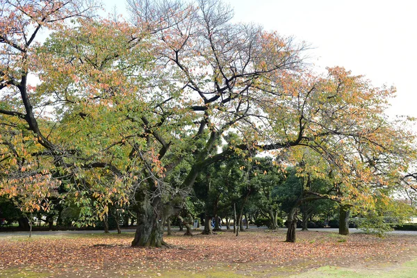 Tokyo Japan November 2019 Άγνωστος Πολλοί Άνθρωποι Περπατούν Στον Εθνικό — Φωτογραφία Αρχείου