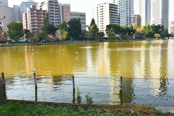 日本东京2018年11月27日身份不明的许多人正在植树公园散步 观赏着花园里的秋树 — 图库照片