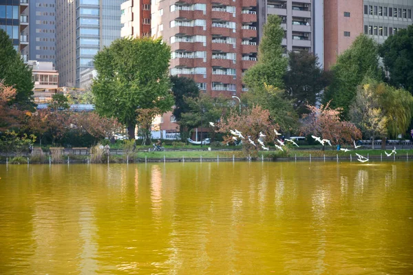 日本2018年11月27日確認されていない多くの人々が上野公園を歩いていて 庭の秋の木を見ています — ストック写真