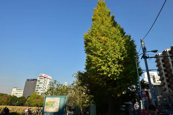 Tokio Japón Noviembre 2018 Muchas Personas Identificadas Están Caminando Parque —  Fotos de Stock