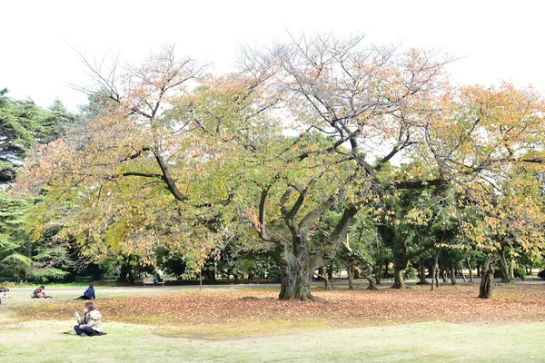 Tokyo Japan November 2019 Unidentified Many People Walking Shinjuku Gyoen — Stock Photo, Image