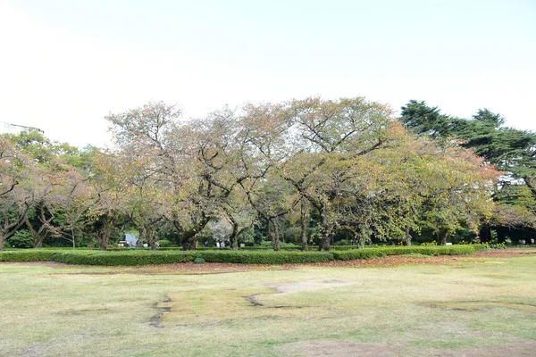 Tokyo Japan November 2019 Unidentified Many People Walking Shinjuku Gyoen — Stock Photo, Image