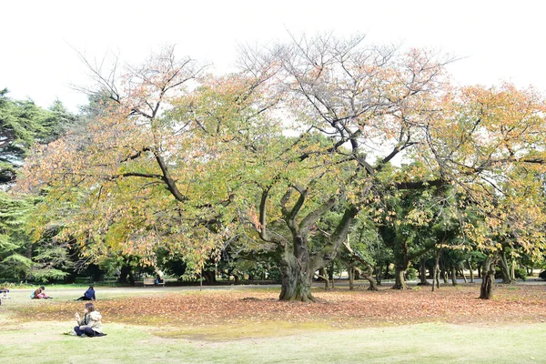 Tokio Japan November 2019 Unbekannte Gehen Shinjuku Gyoen Nationalgarten Spazieren — Stockfoto