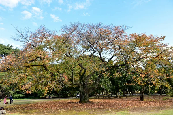 Tokió Japán November 2019 Azonosítatlan Sok Ember Sétál Shinjuku Gyoen — Stock Fotó