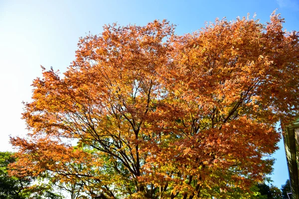 Tokio Japonsko Listopad 2019 Neidentifikovaná Skvrna Parku Ueno Chodí Mnoho — Stock fotografie