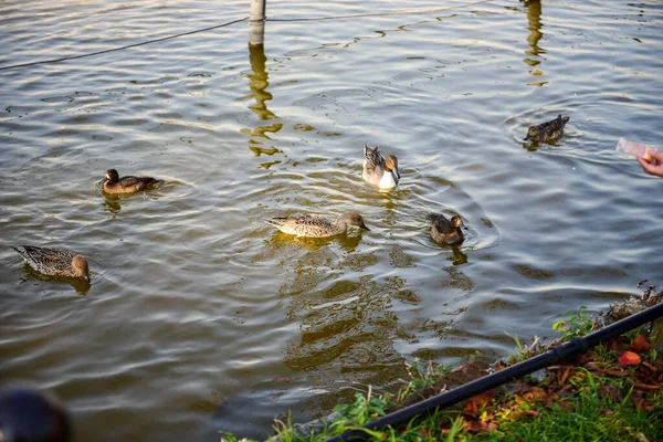 Tóquio Japão Novembro 2018 Não Identificado Muitas Pessoas Estão Andando — Fotografia de Stock