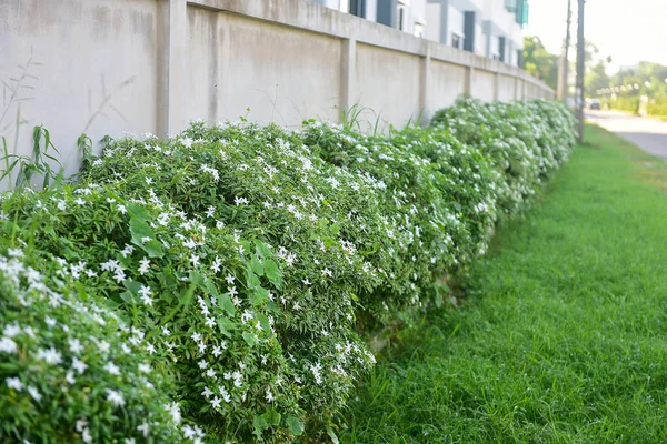 Murraya Paniculata Bílém Pozadí Bílý Květ Jessaminu — Stock fotografie