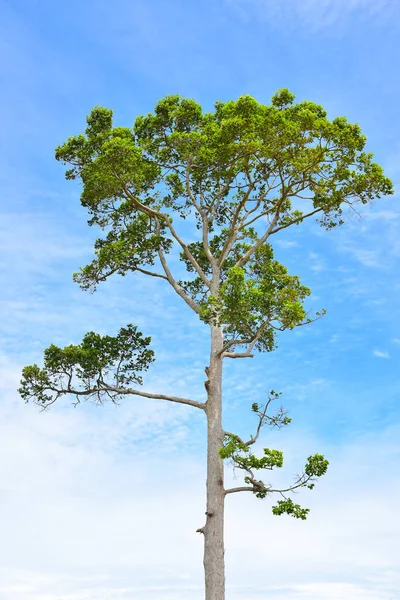 Pattaya Tailandia Agosto 2019 Hermoso Edificio Viñedo Silverlake Pattaya Thailand — Foto de Stock