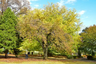 Tokyo, Japonya 27 Kasım 2019 Kimliği belirlenemeyen birçok insan Shinjuku Gyoen Ulusal Bahçesinde yürüyor ve sonbahar ağacını seyrediyor..