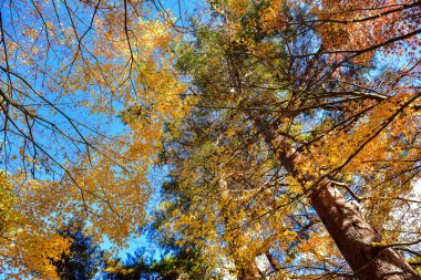 Günışığında sonbahar yaprakları. Desen Tam arkaplan.