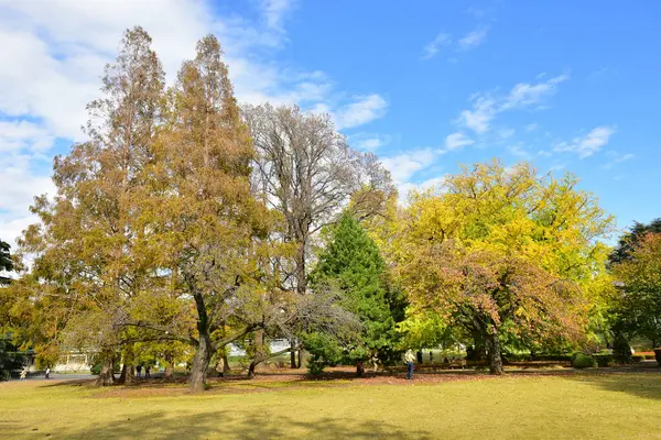 Tokio Japan November 2019 Unbekannte Gehen Shinjuku Gyoen Nationalgarten Spazieren — Stockfoto