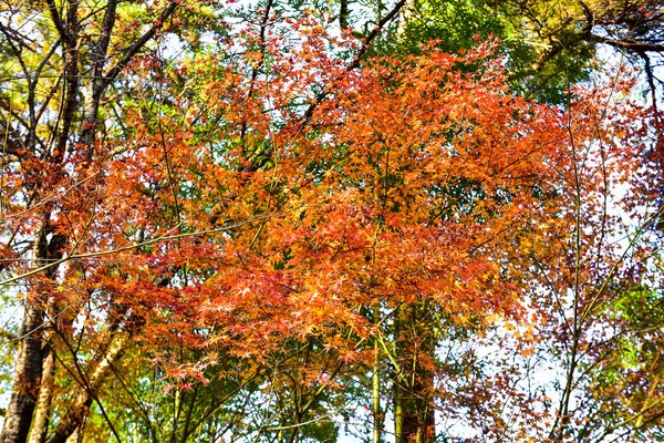 Podzimní Listí Slunci Vzor Plné Pozadí — Stock fotografie