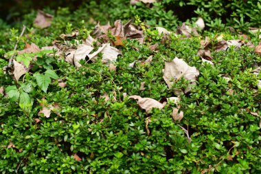 Tokyo, Japonya 27 Kasım 2019 Kimliği belirlenemeyen birçok insan Shinjuku Gyoen Ulusal Bahçesinde yürüyor ve sonbahar ağacını seyrediyor..