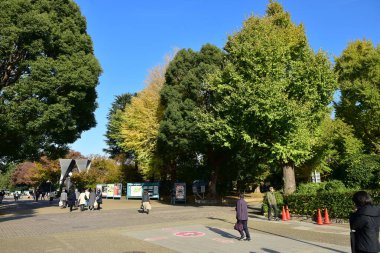 Tokyo, Japonya. 27 Kasım 2019 Tanımlanamayan Görüntü. Birçok insan Ueno parkında yürüyor ve sonbahar ağacını izliyor..