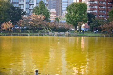 Tokyo, Japonya 27 Kasım 2018 Kimliği belirsiz birçok insan Ueno parkında yürüyor ve bahçedeki sonbahar ağacını izliyor. .