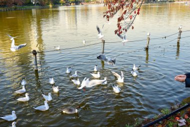 Tokyo, Japonya 27 Kasım 2018 Kimliği belirsiz birçok insan Ueno parkında yürüyor ve bahçedeki sonbahar ağacını izliyor. .