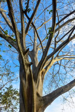 Milli parktaki yeşil ağaçların güzel manzarası.