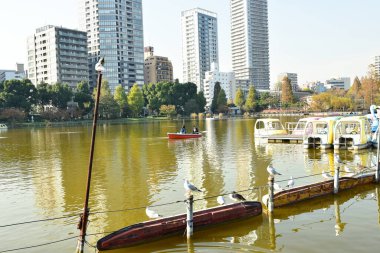 Tokyo, Japonya 27 Kasım 2018 Kimliği belirsiz birçok insan Ueno parkında yürüyor ve bahçedeki sonbahar ağacını izliyor. .