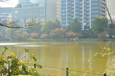 Tokyo, Japonya 27 Kasım 2018 Kimliği belirsiz birçok insan Ueno parkında yürüyor ve bahçedeki sonbahar ağacını izliyor. .