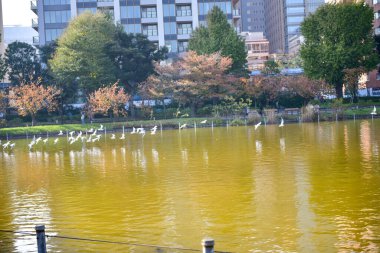 Tokyo, Japonya 27 Kasım 2018 Kimliği belirsiz birçok insan Ueno parkında yürüyor ve bahçedeki sonbahar ağacını izliyor. .