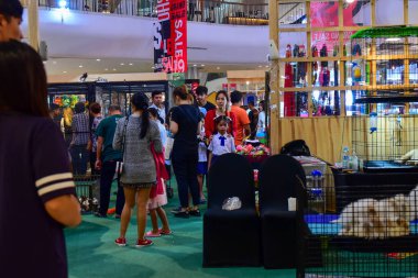 Rayong Tayland Ağustos 04 2019 Bulanık Yılan albino pitonu beyaz arka planda. Yaygın sevimli evcil hayvan