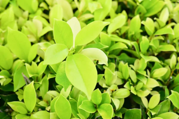 Beyaz Arkaplanda Doğal Yeşil Yapraklar — Stok fotoğraf