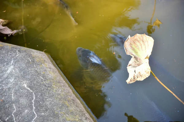 Tokyo Japon Novembre 2018 Non Identifié Beaucoup Gens Marchent Parc — Photo