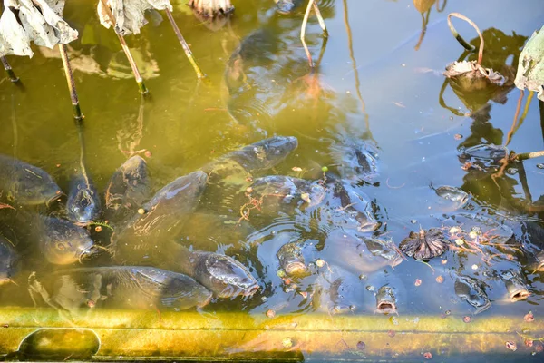 Tokyo Japon Novembre 2018 Non Identifié Beaucoup Gens Marchent Parc — Photo