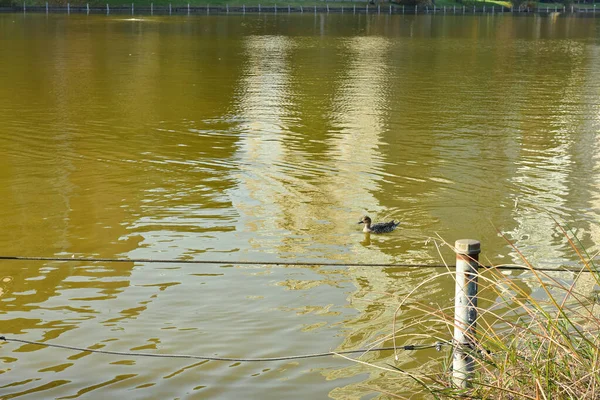 Tóquio Japão Novembro 2018 Não Identificado Muitas Pessoas Estão Andando — Fotografia de Stock