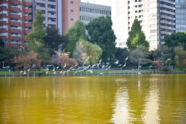 Tokio Japón Noviembre 2018 Muchas Personas Identificadas Están Caminando Parque — Foto de Stock