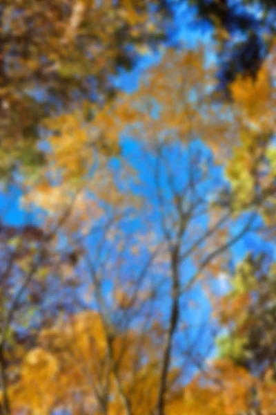 Herfst Bladeren Zon Patroon Volledig Wazig Achtergrond — Stockfoto