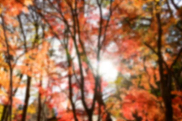 Der Herbst Blättert Der Sonne Muster Voller Verschwommener Hintergrund — Stockfoto
