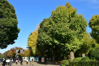 Tokyo, Japonya. 27 Kasım 2019 Tanımlanamayan Görüntü. Birçok insan Ueno parkında yürüyor ve sonbahar ağacını izliyor..