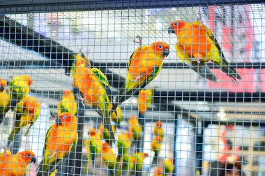 Rayong Tayland Ağustos 04 2019 Bulanık Yılan albino pitonu beyaz arka planda. Yaygın sevimli evcil hayvan