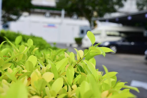 Natuurlijke Groene Bladeren Met Witte Achtergrond — Stockfoto