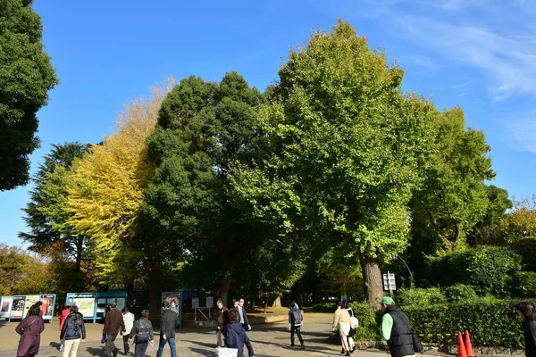 Tokio Japonia Listopada 2019 Niezidentyfikowany Smuga Wiele Osób Spaceruje Parku — Zdjęcie stockowe