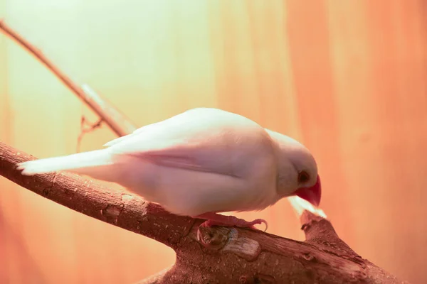 Rayong Tailandia Agosto 2019 Borroso Serpiente Albino Bola Pitón Sobre — Foto de Stock