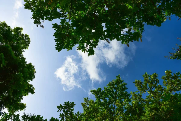 Hermoso Paisaje Árboles Verdes Parque Nacional —  Fotos de Stock