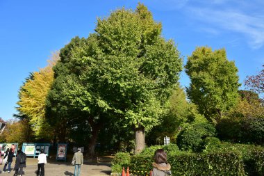 Yamanashi japan 23 Kasım 2018 Kimliği belirsiz insanlar otobüs durağı kırmızı hat, mavi hat, Fuji San dağı ve sokak manzarası için yeşil hat bekliyor. Japonya 'nın en ünlü şehri Fuji Dağı.  